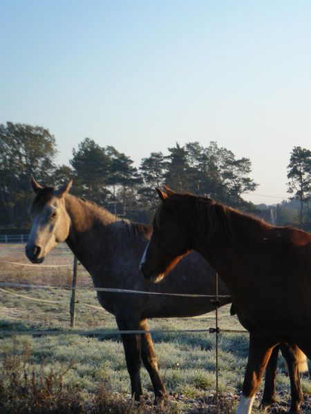 chevaux