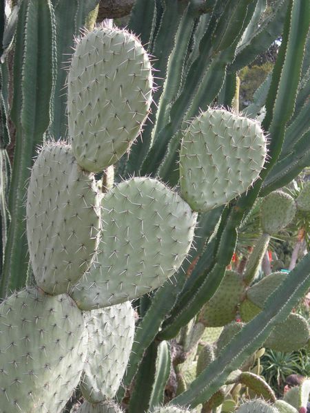 DSCN4526