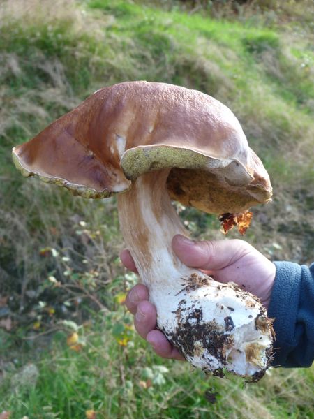 cueillette-du-25-octobre-2013--2-.JPG