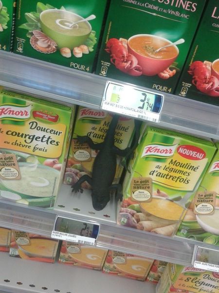 Lezard-soupe.jpg
