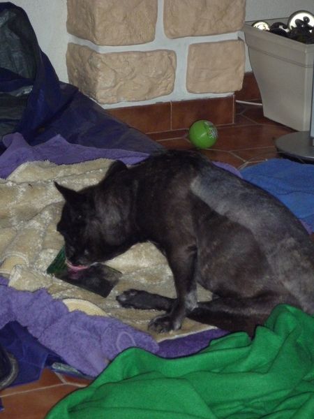 Pistol et les bouchées des chats