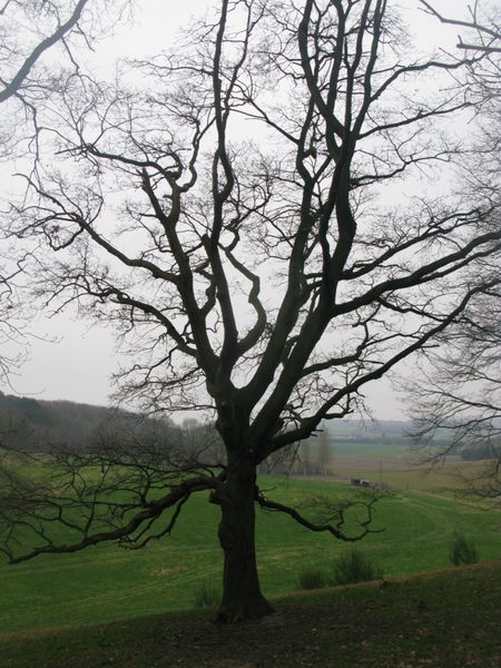 arbre2