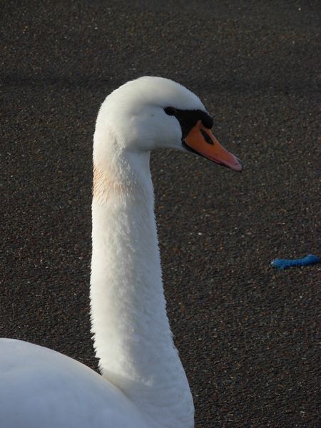 DSCN8278.JPG