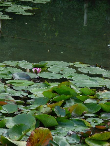 DSCN6534