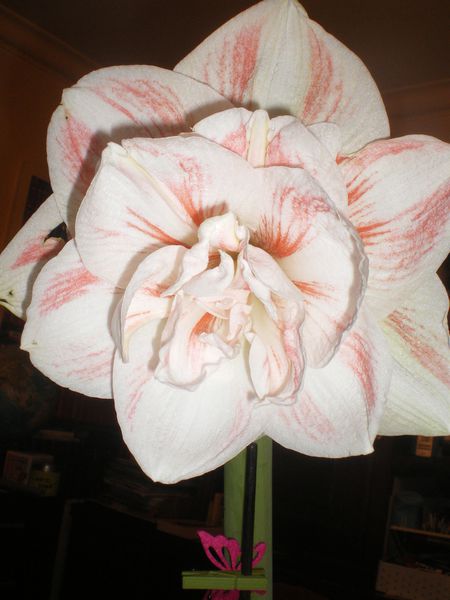 IMGP1758.JPG