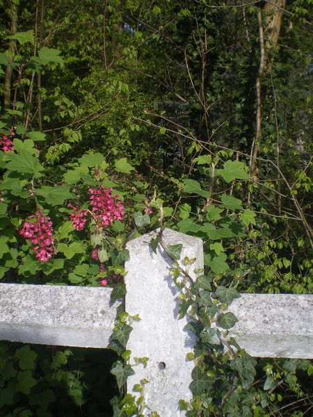 IMGP2386.JPG