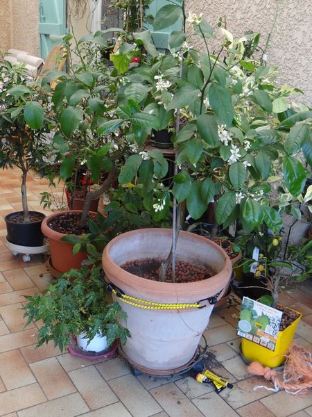 pot1.jpg