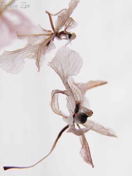 orchidée -libellule 2
