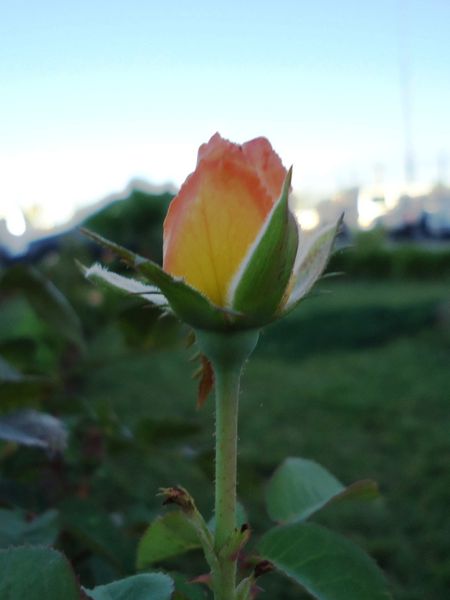Une Rose.N°5010