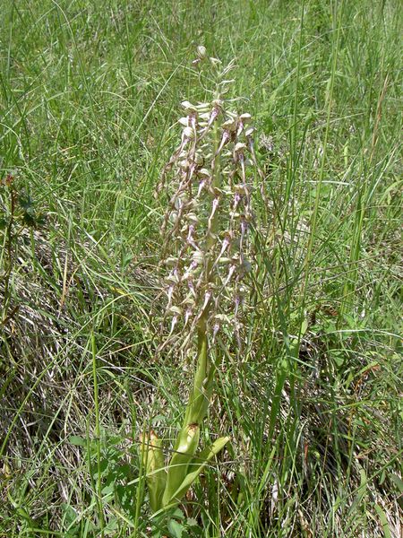 Orchis bouc(20-05-2009)