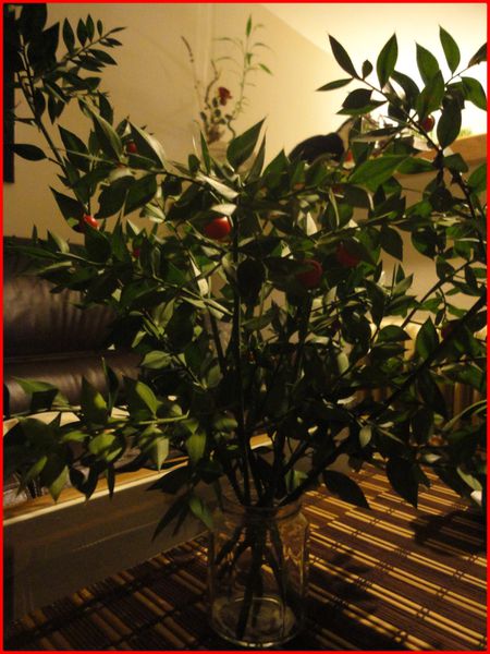 Decembre-2011.Pitoulette.Ble.Houx.Deco-Noel-Ophrys-011.jpg