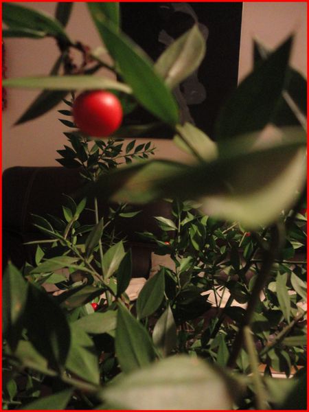 Decembre-2011.Pitoulette.Ble.Houx.Deco-Noel-Ophrys-012.jpg