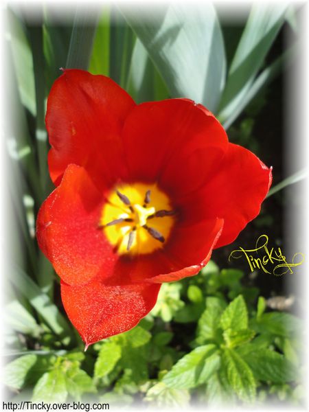 2013-.-Avril-le-10-.-Les-Narcisses-et-la-Tulipe--copie-3.jpg