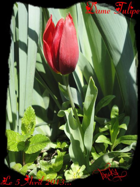 2013-.-Avril-le-5-.-Les-Narcisses-et-la-Tulipe-.-061--3-.jpg