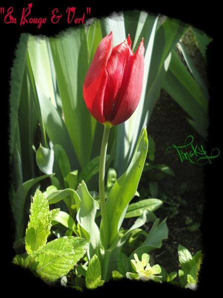 2013-.-Avril-le-5-.-Les-Narcisses-et-la-Tulipe-.-061--4-.jpg