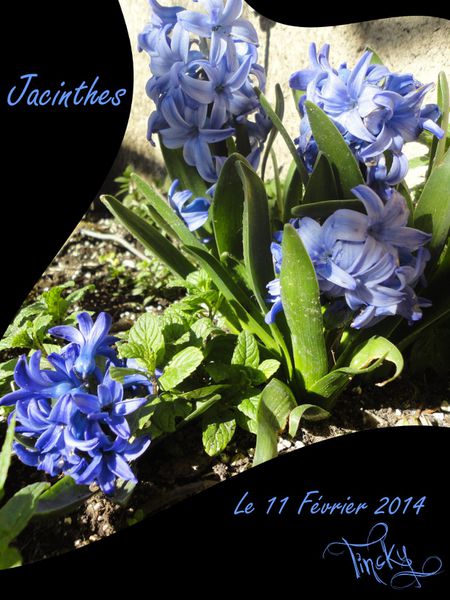 2014-C-Le-11-Fevrier-.Plantes-aquatiques-Jacin-copie-4.jpg