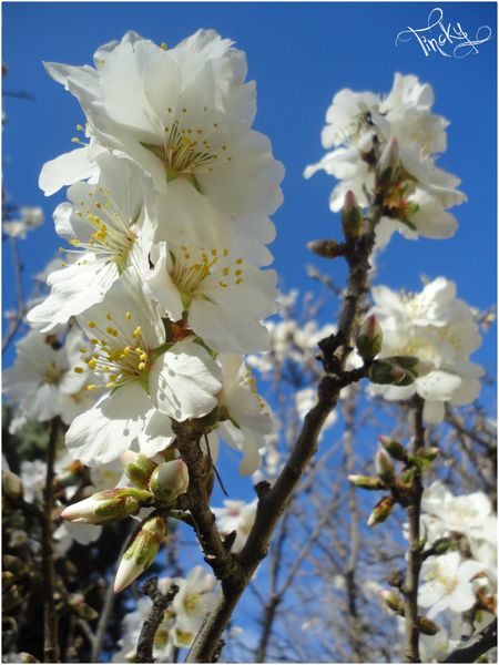 Fleurs-de-l-Amandier-le-4-Fevrier-2014-108.jpg