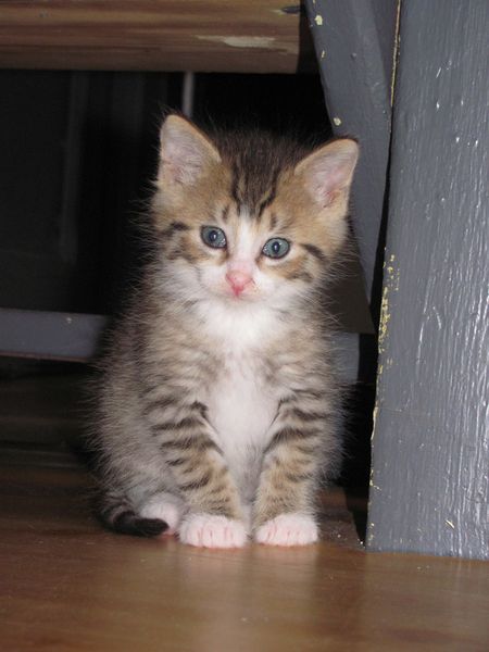 Simba1