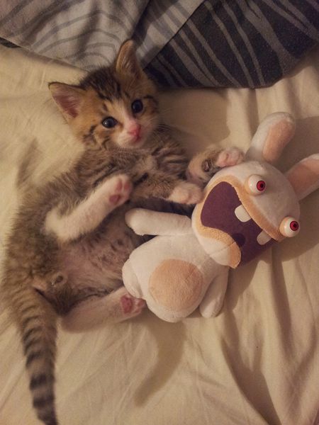 Simba2