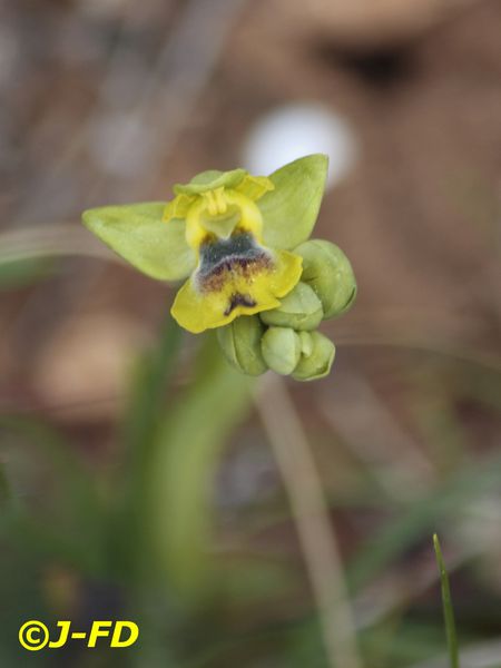 Ophrys sicula (1858) Cassano 2014