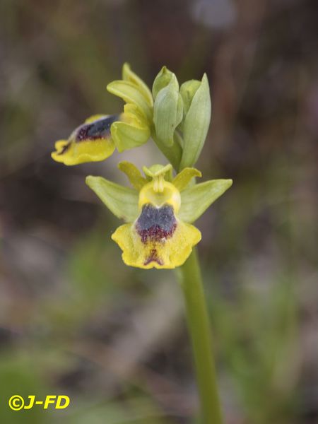 Ophrys sicula (1859) Cassano 2014
