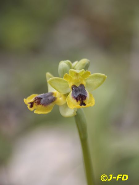 Ophrys sicula (1861) Cassano 2014