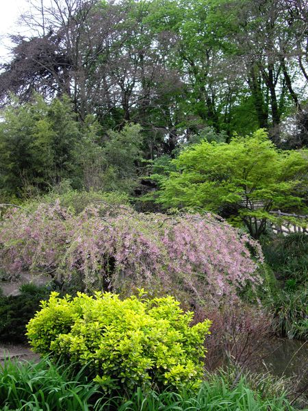 arbres parc Montsouris