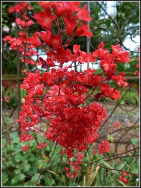 petites-fleurs-rouges1.jpg
