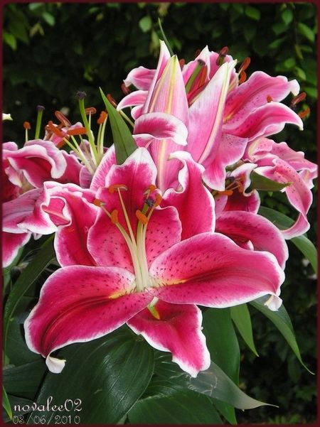 lys-juin-2010-02.jpg