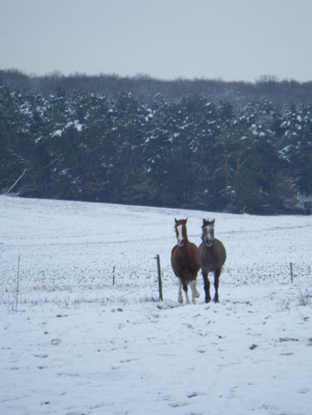 cheval poulain pré neige