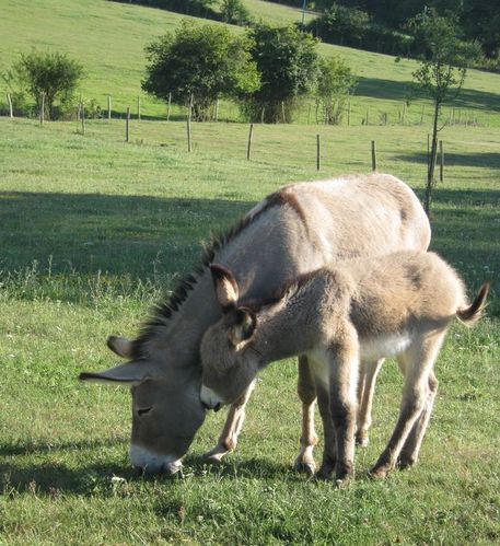 âne du Cotentin photo Armelle MENAGER 2