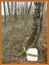 Capture sève bouleau