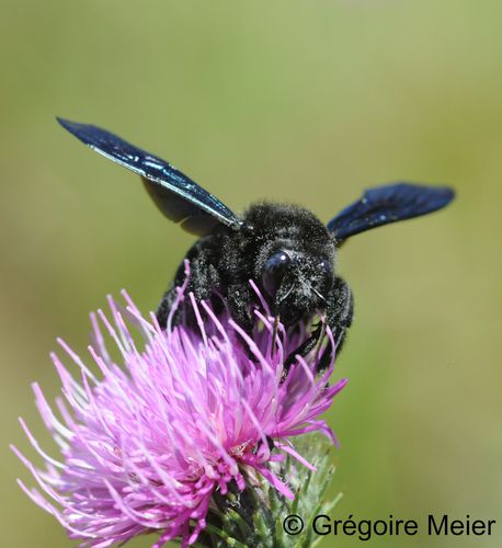 Xylocopa violacea