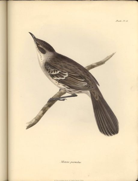 1839_Zoology_F8_6_fig048-mimus-parvulus.jpg