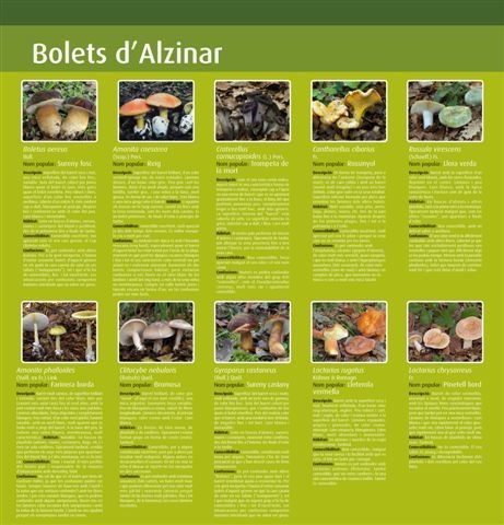 11--Bolets-d-alzinar.jpg