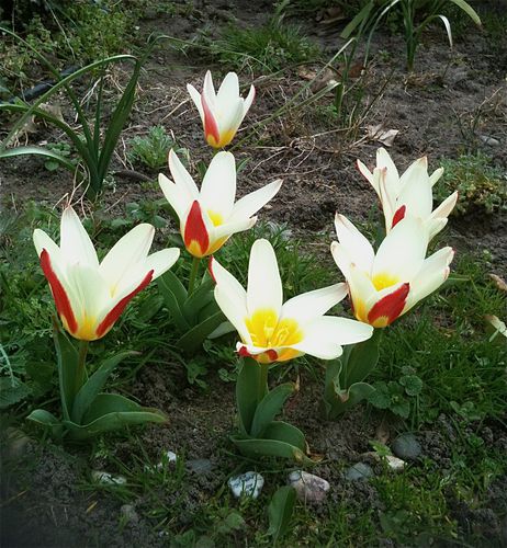 tulipes-the-first.jpg