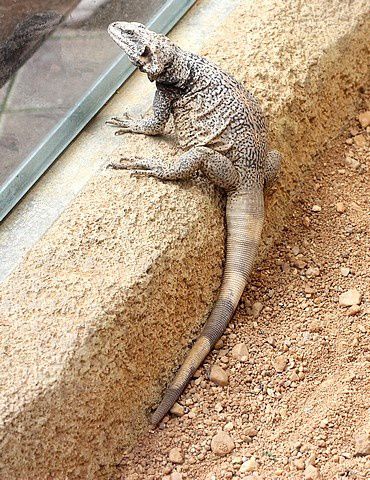 chuckwalla