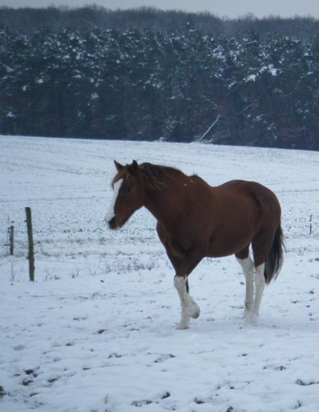 eros cheval pré neige