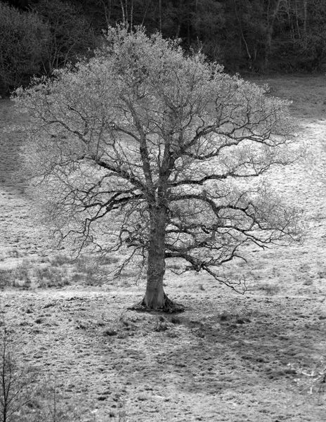 arbre-1150-lv.jpg