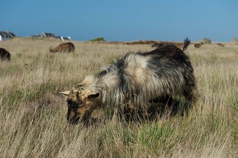 ouessant--4-.jpg