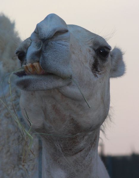 SHARJAH-2 8252