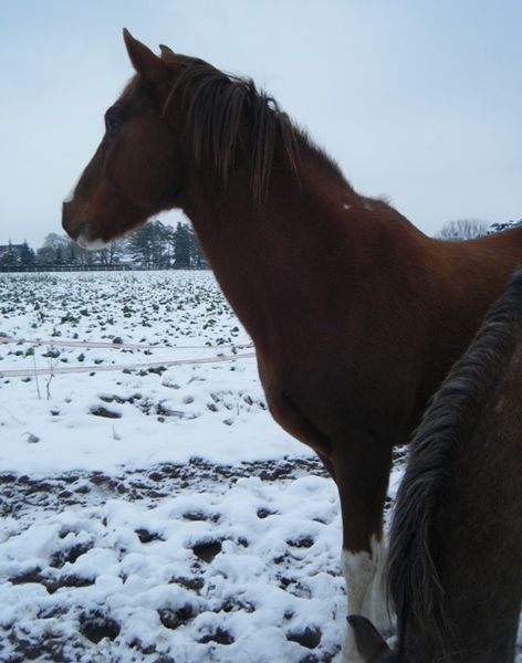 profil cheval neige