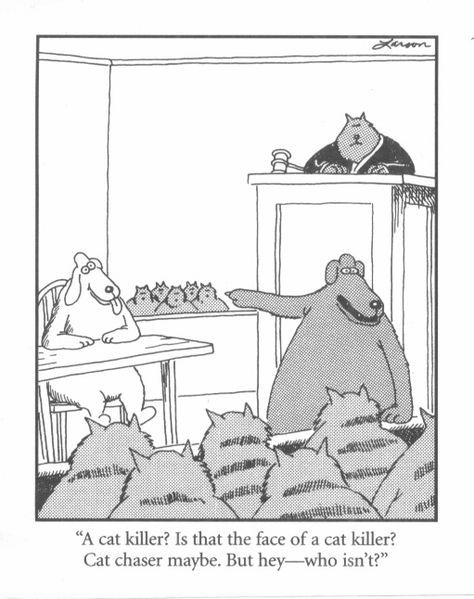 cat-s-Court.jpg