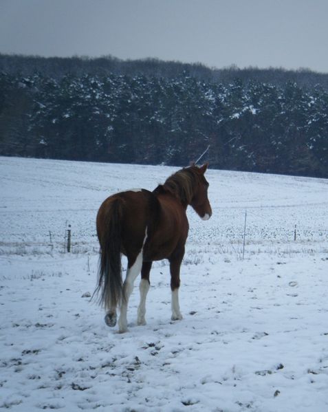 cheval-pre-neige.JPG