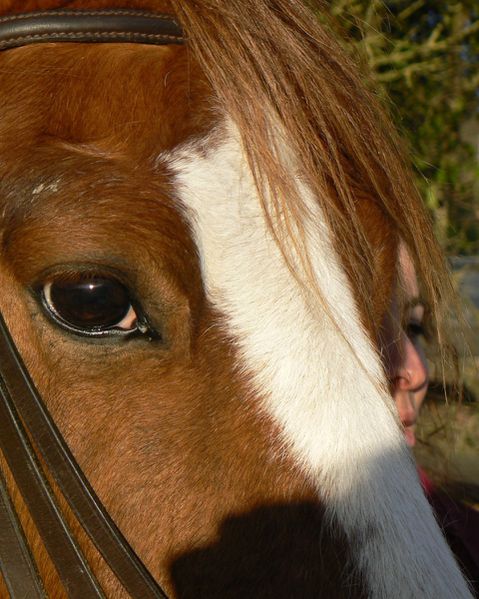 équitation oeil cheval profil toupet