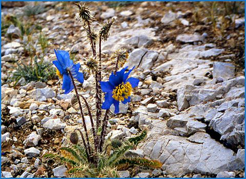 coquelicot-bleu-du-tibet.jpg