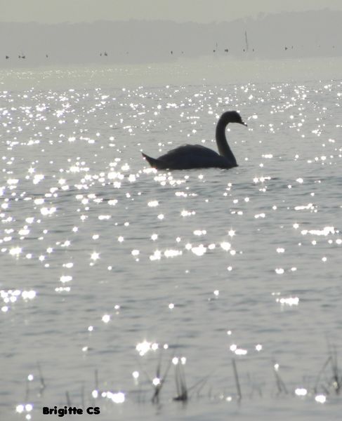 cygnes5