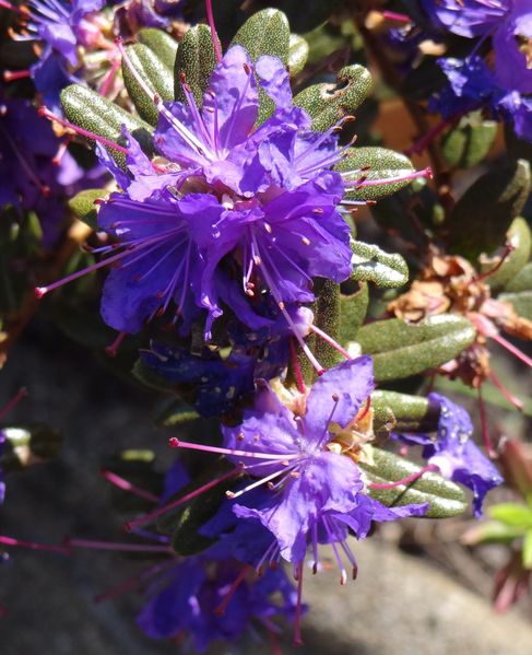 rhodo1
