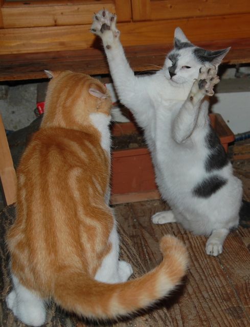 chaton22octj