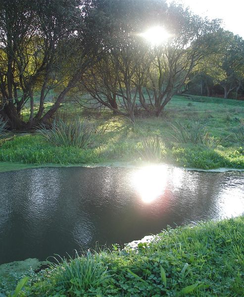 reflet-dans-la-riviere.jpg